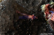 Eualus sp a verifier-Bonaire Buddy Reef-20m-20180218nuit-Denis-ADER-DSC_6395_tn